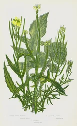 Common Hedge Mustard, London Rocket, Flixweed
