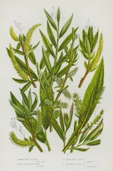Common White Willow, Yellow Willow or Golden Osier, Dark Long Leaved Willow, Rosemary Leaved Willow