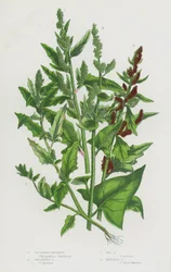 Flowering Plants of Great Britain: Fig Leaved Goosefoot, Oak Leaved Goosefoot, Red Goosefoot, Mercury Goosefoot