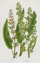 Flowering Plants of Great Britain: Great Water Dock, Curled Dock, Meadow Dock, Grainless Water Dock