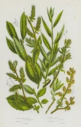 Flowering Plants of Great Britain: Little Tree Willow, Don