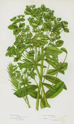 Flowering Plants of Great Britain: Marsh Spurge, Coral Like Hairy Spurge, Leafy Branched Spurge, Cypress Spurge
