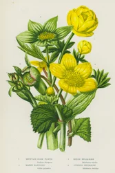 Flowering Plants of Great Britain: Mountain Globe Flower, Marsh Marigold, Green Hellebore, Stinking Hellebore