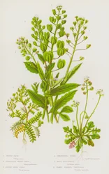 Flowering Plants of Great Britain: Penny Cress, Perfoliate Penny Cress, Alpine Penny Cress, Shepherd