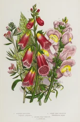 Flowering Plants of Great Britain: Purple Foxglove, Great Snap-Dragon, Lesser Snap-Dragon