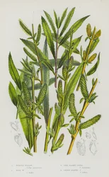 Flowering Plants of Great Britain: Purple Willow, Rose Willow, Pine Basket-Osier, Green-Leaved Osier