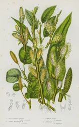 Reticulated Willow, Downy Mountain Willow, Common Osier, Auricled Osier