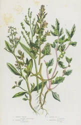 Shrubby Orache, Stalked Sea Orache, Frosted Sea Orache, Spreading Fruited Orache