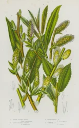 Silky Leaved Osier, Long Leaved Sallow, Ferruginous Sallow, Common Sallow