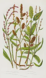 Flowering Plants of Great Britain: Slender Headed Persecaria, Pale Flowered Persecaria, Lax Flowered Persecaria, Small Creeping Persecaria, Biting Persecaria