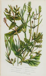 Flowering Plants of Great Britain: Small Pondweed, Grassy Pondweed, Sharp-Leaved Pondweed, Grass-Wrack-Like Pondweed, Curly Pondweed, Perfoliate Pondweed, Long-Stalked Pondweed