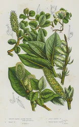 Flowering Plants of Great Britain: Smooth Leaved Alpine Willow, Least Willow, Apple Leaved Willow, Woolly Broad Leaved Willow