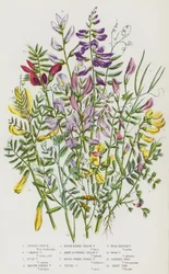 Flowering Plants of Great Britain: Spring Vetch, Common Vetch, Bush Vetch, Smooth-Podded Vetch, Rough-Podded Yellow Vetch, Hairy-Flowered Yellow Vetch, Rough-Podded Purple Vetch, Tufted Vetch, Wood Bitter Vetch, Wood Vetch, Slender Tare, Hairy Tare