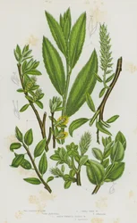 Flowering Plants of Great Britain: Tea Leaved Willow, Small Tree Willow, Green Whortle Leaved Willow