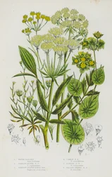 Flowering Plants of Great Britain: Water-Parsnep, Narrow-Leaved Water Parsnep, Narrow-Leaved Hares Ear, Common Hares Ear, Slender Hares Ear, Falcate-Leaved Hares Ear