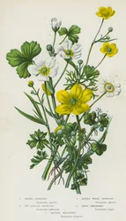 Flowering Plants of Great Britain: Water Crowfoot, Ivy-Leaved Crowfoot, Alpine White Crowfoot, Great Spearwort, Lesser Spearwort