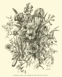 Flowers from the Shores of the Sea of Galilee