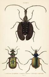 Forest caterpillar hunter, ground beetle, and violin beetle