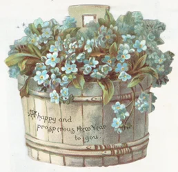 Forget-Me-Nots in Planter
