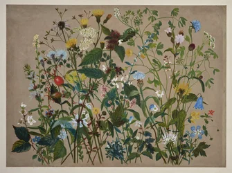 Forty Wild Flowers Picked on the Shore at Low Wood