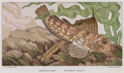 Freckled Goby, Butterfly Blenny