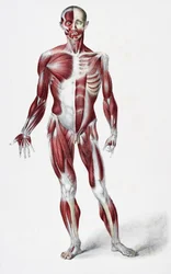 Front of the Male Human Body Showing Muscles, Sinews, and Bones, from The Vessels of the Human Body, edited by Jones Quain and William Wilson, published by Taylor and Watson, London in 1837