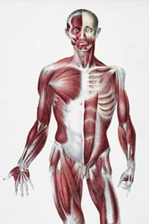 Front of the Male Human Body Showing Muscles, Sinews, and Bones, from The Vessels of the Human Body, edited by Jones Quain and William Wilson, published by Taylor and Watson, London in 1837