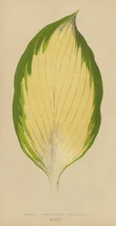 Funkia Sieboldiana Variegata
