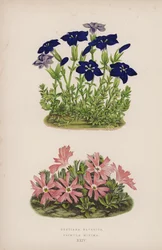 Gentiana Bavarica; Primula Minima