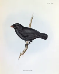 Geospiza Fortis, illustration from The Zoology of the Voyage of H.M.S. Beagle, 1832-36 by Charles Darwin, 1840
