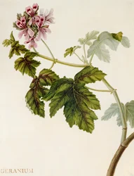 Geranium
