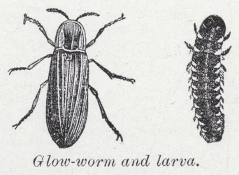 Glow-worm and larva