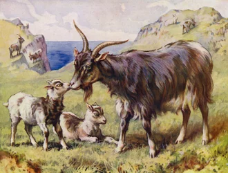 Goat and Kids