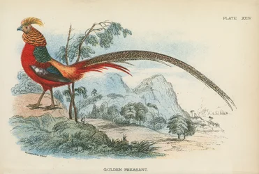 Golden Pheasant