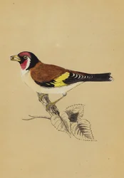 Goldfinch