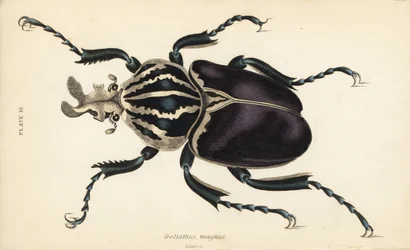 Goliath Beetle, Goliathus goliatus (Goliathus magnus)