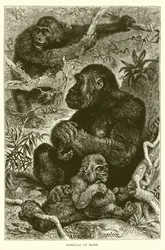 Gorillas at Home