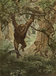 Gorillas at Home