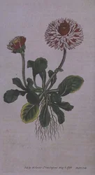 Great Double Daisy (Bellis perennis var. major flore pleno), plate 228 from William Curtis