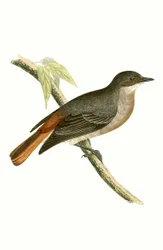Grey Redstart, Illustration from 