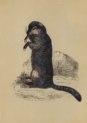 Ground Squirrel