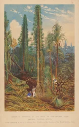 Group of Pandanus in the Delta of the Zambesi River, Eastern Tropical Africa