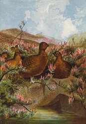 Grouse
