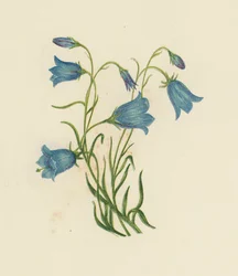 Harebell, Campanula Rotundifolia