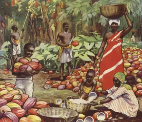 Harvesting coconuts