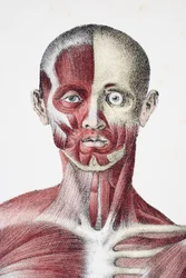 Head and Shoulders of the Male Human Body Showing Muscles, Sinews, and Bones, from The Vessels of the Human Body, edited by Jones Quain and William Wilson, published by Taylor and Watson, London in 1837