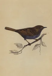 Hedge Sparrow