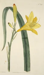 Yellow Day Lily from The Botanical Magazine or Flower Garden Displayed, pub. 1796 (hand coloured engraving)