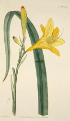 Hemerocallis Flava (Yellow Day Lily), Hand Coloured Engraving
