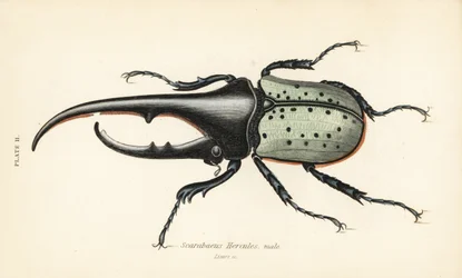 Hercules beetle, male, Dynastes hercules, Scarabaeus hercules
